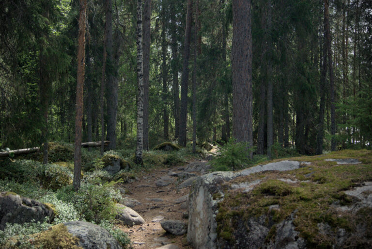 Skogsbild